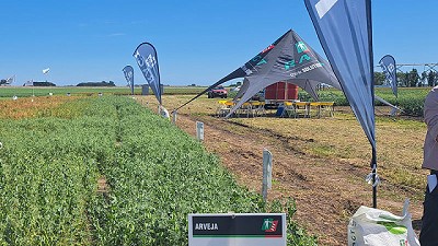 Nueva genética en arvejas y colzas que renuevan expectativas en cultivos de invierno 