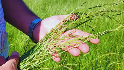 Raigrás Rápido INTA, un cultivo estratégico para el pastoreo