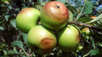 Impacto de la radiación solar y estrés térmico en frutales