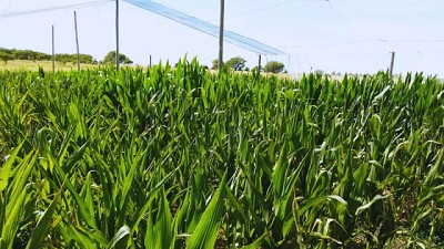 Estudian estrategias para optimizar la producción de maíz en ambientes semiáridos