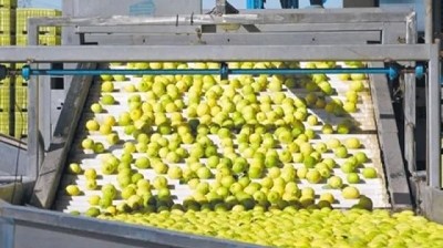 La citrícola San Miguel colocó deuda por más de US$16 millones