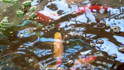 Sistema combinado de Acuaponía para integrar la producción de peces y vegetales