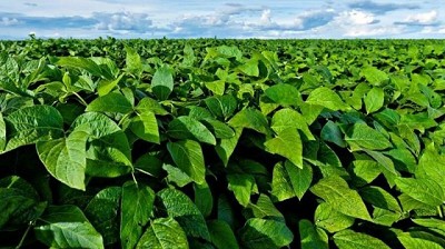 Potencia, productividad y protección: claves del fungicida más eficiente en soja y maní