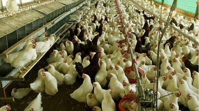 Influenza aviar: Medidas sanitarias para prevenir su ingreso en granjas comerciales