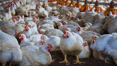 El apilado de cama de pollo se consolida como una alternativa sanitaria