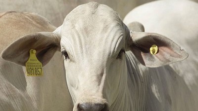 Es oficial: Brasil tendrá trazabilidad obligatoria de su ganado