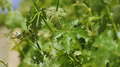 Estrategias para el manejo de enfermedades en el cultivo de vid