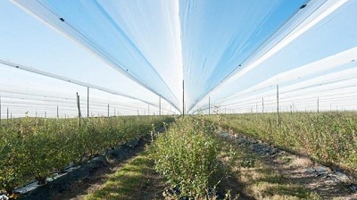 Industria de los arándanos argentinos sigue trabajando para consolidar su nicho en el mercado