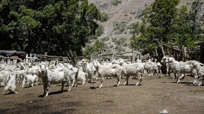 Venta de chivos y corderos, un trabajo incansable de los pequeños productores rurales