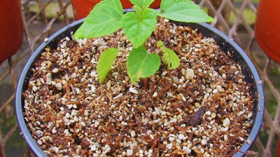 Presentan sustratos inteligentes para producir plantines