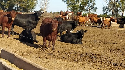 Probióticos: insumos clave para una Ganadería más eficiente