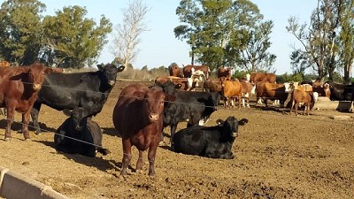 Probióticos: insumos clave para una ganadería más eficiente