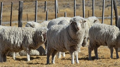 Irianni cree que, sin condiciones a la venta de tierras y parques, se 