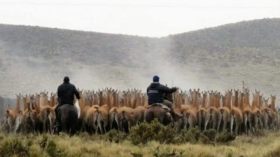 ¿Cuál es la idea del Conicet para aprovechar la fibra de guanaco?