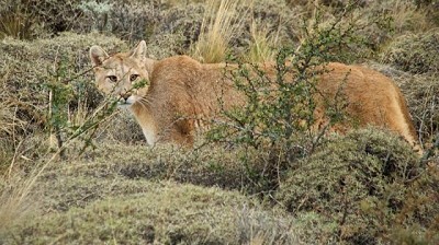 El avistaje de pumas se abre camino como alternativa turística en Patagonia