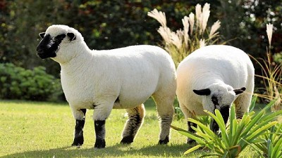 La carne ovina avanza hacia la mesa de los argentinos: el ascenso de la raza Hampshire Down