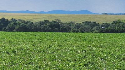 Manejo del pasto: consignas basicas; por Fabián Tommasone - agrónomo