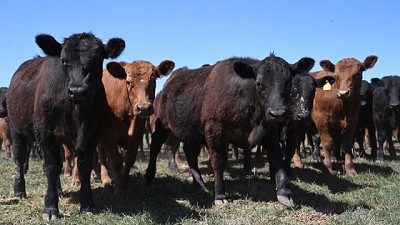 Avanza vacunación estratégica antibrucélica con cepas RB51 y DeltaPGM