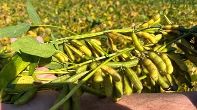 Mucha soja en pocos mercados marca riesgos