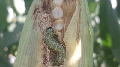 Oruga de la espiga en maíz: ¿Qué hacer ante daños en tecnologías Bt?