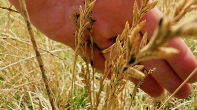 Bovinos: cómo prevenir intoxicaciones con cornezuelo en pastoreo