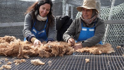 Chubut y Santa Cruz transforman al guanaco en motor de desarrollo sostenible