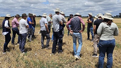 Un herbicida rápido para el control de malezas: en 24 horas ya muestra buenos resultados