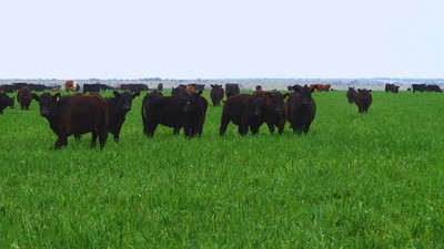 INTA presentó una nueva cebada forrajera