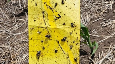 Undécimo informe de la Red Nacional de Trampas de Monitoreo de la chicharrita del maíz