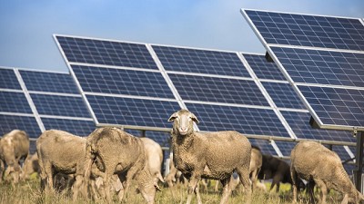 Las granjas solares han beneficiado inesperadamente a un negocio tradicional venido a menos, ahora son “pastores solares”