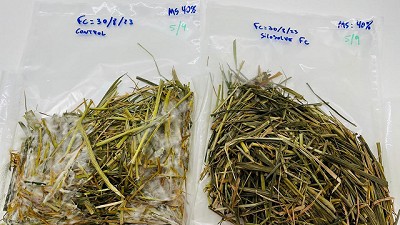 Innovación científica para mejorar la conservación del silaje