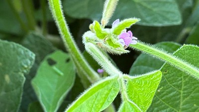 Los micronutrientes en Soja prometen aumentos promedio del 7.2% en el rendimiento