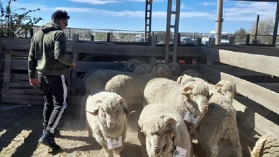 Productor ovino de Paso Aguerre, preparado para lucirse en la Expo Rural