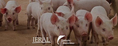 Rentabilidad porcina en 2024: ¿Un año para el aprendizaje o el olvido?