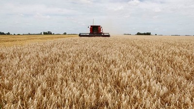 Histórica campaña de trigo: crecimiento en la producción y aumento de exportaciones