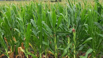 Cierre de Siembra de Maíz 2024/2025: Adaptación y Desafíos Climáticos