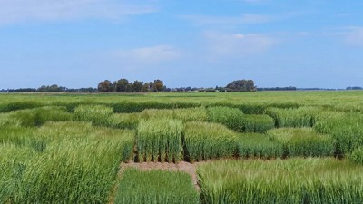Una alianza estratégica para potenciar la producción de cebada
