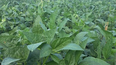 Nuevas tecnologías para combatir los efectos del golpe de calor en Soja