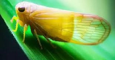 El clima favoreció a la chicharrita: recomiendan intensificar los monitoreos y evaluar medidas de control