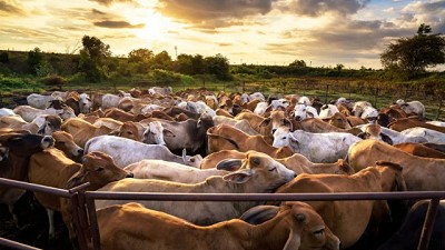 Récord histórico en exportaciones de carne vacuna argentina: un impulso al sector ganadero