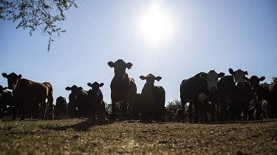 Situación con fondos Ganaderos es “asimilable a la crisis bancaria de 2002”, afirmó el Pte de la Bolsa de Valores de Montevideo