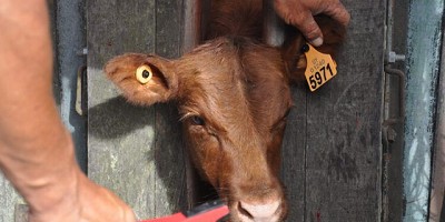 Postergan hasta 2026 la identificación electrónica obligatoria del ganado