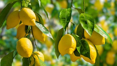 Industria del limón argentino valora acuerdo comercial con Estados Unidos