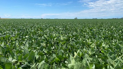 Sequía y desafíos en la producción agrícola: radiografía de la campaña 2025