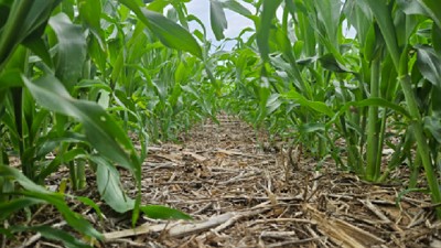 Córdoba: La producción de girasol 2024/25 triplicaría al histórico