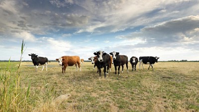 Drovet, el líder en distribución veterinaria cumple 50 años y lo celebra con un amplio plan de crecimiento