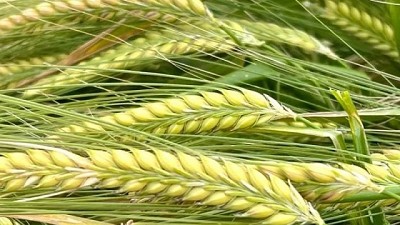 Récords y desafíos en la cadena de la cebada y la malta en Uruguay