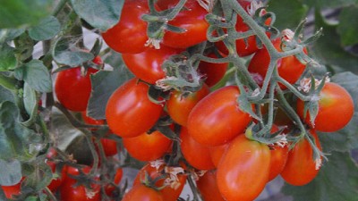 Soluciones innovadoras para fortalecer la horticultura en La Pampa