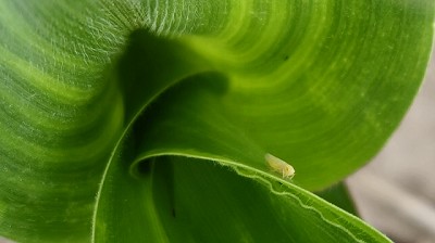 Recomendaciones para la detección temprana de chicharritas en maíces