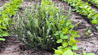 Dinámica de nacimientos de malezas de primavera y verano